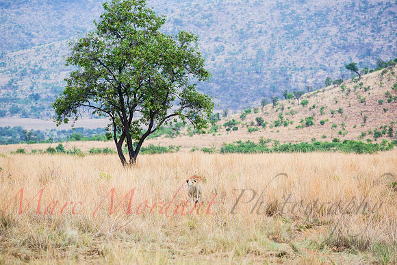 Tshukudu Bush Lodge