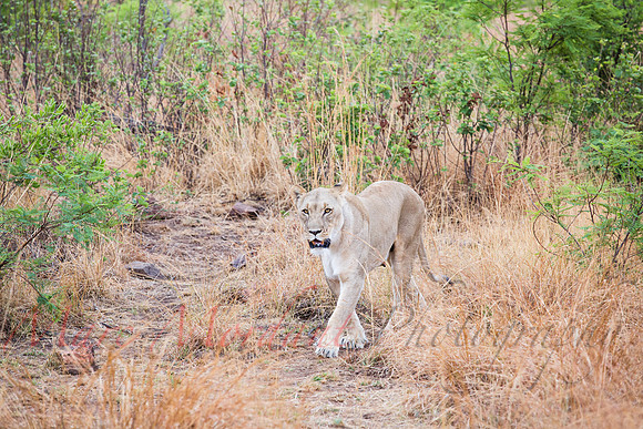 Tshukudu Bush Lodge