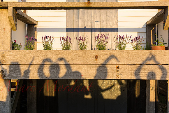 Whitstable