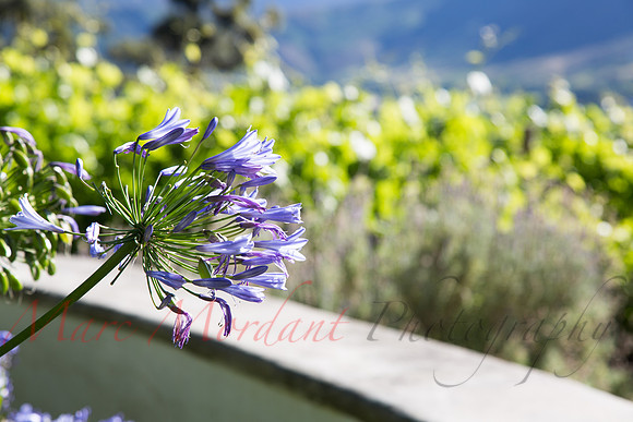Franschhoek