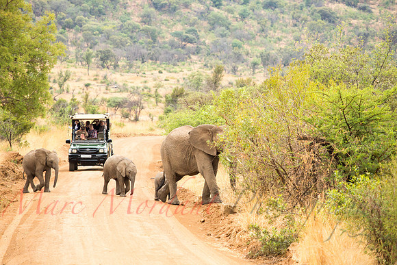 Tshukudu Bush Lodge
