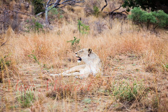 Tshukudu Bush Lodge