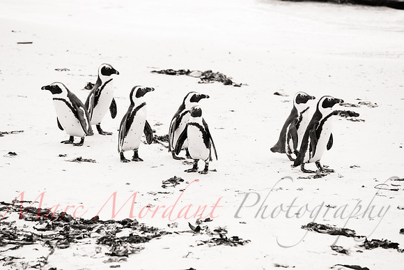 Boulders Beach