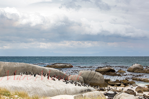 Boulders Beach