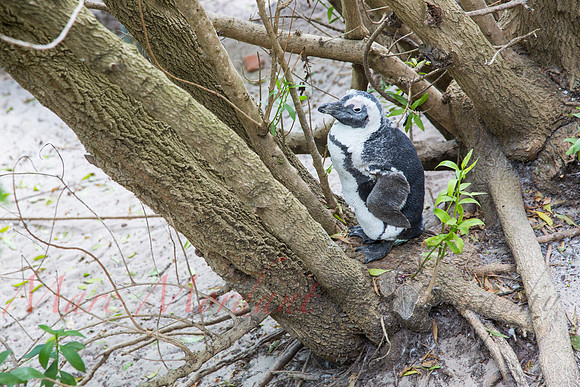 Boulders Beach