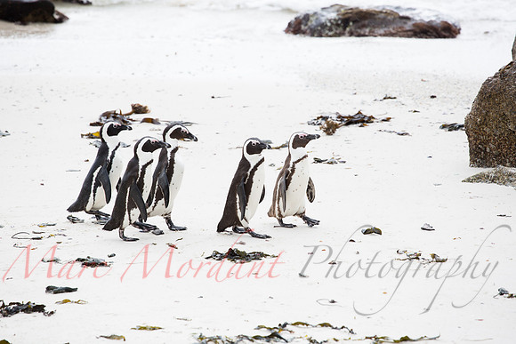 Boulders Beach