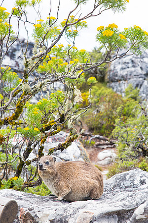 Table Mountain