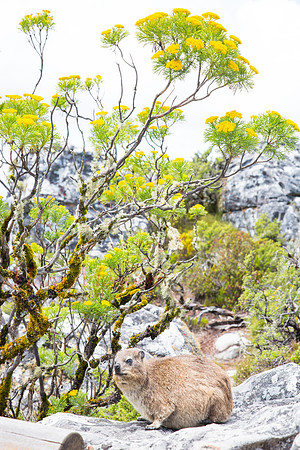 Table Mountain
