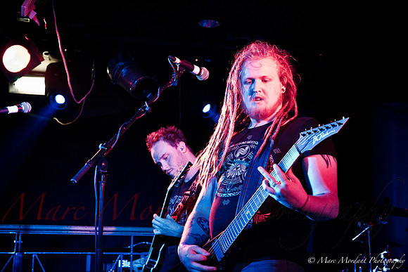 Dorylus