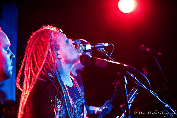 Dorylus