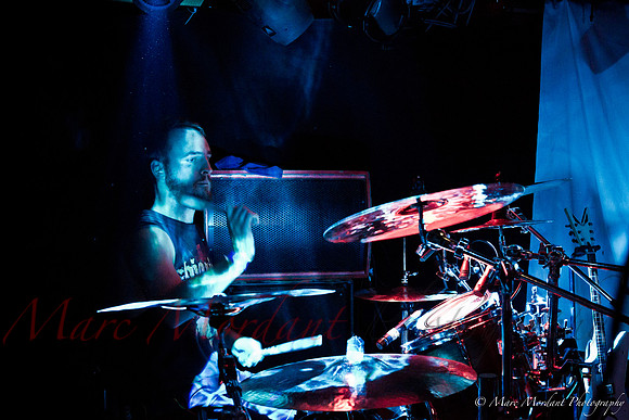 Dorylus