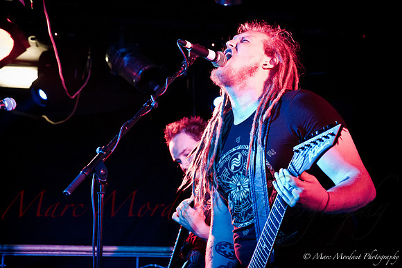 Dorylus