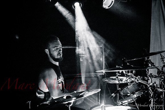 Dorylus