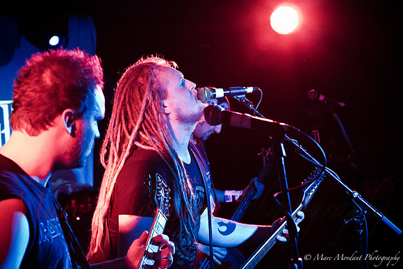 Dorylus