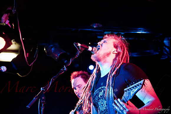 Dorylus