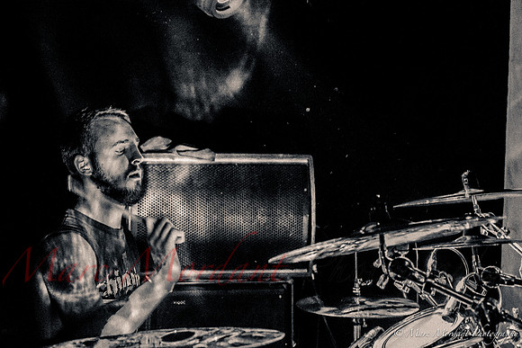 Dorylus