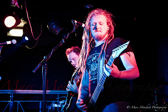 Dorylus
