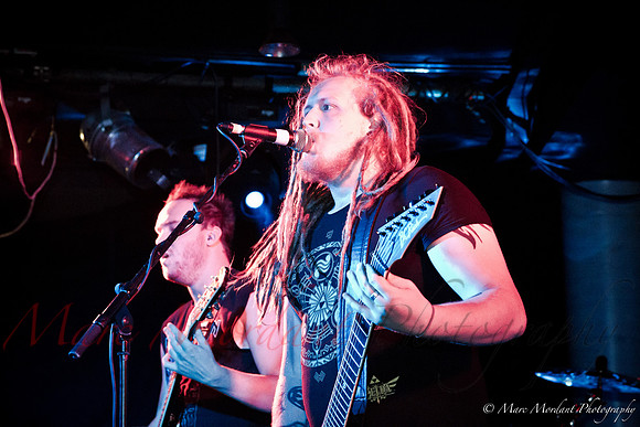 Dorylus