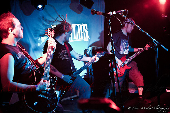 Dorylus
