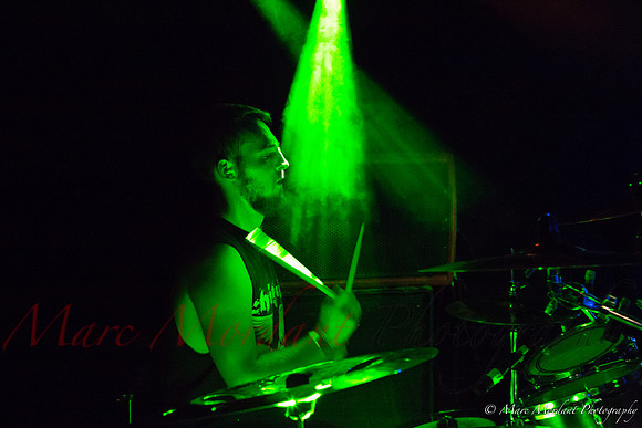 Dorylus