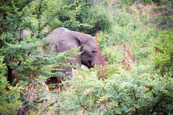 Tshukudu Bush Lodge