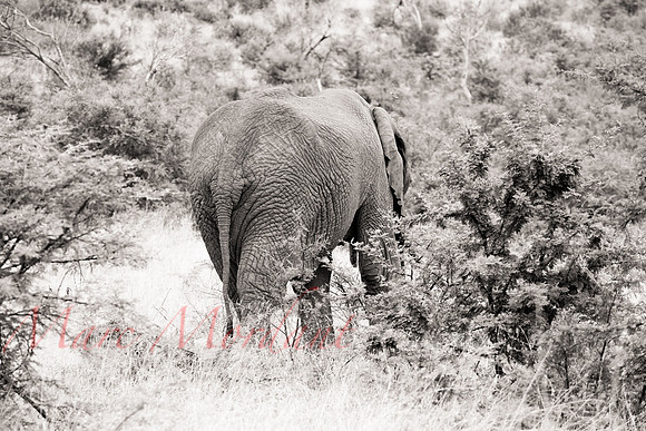 Tshukudu Bush Lodge