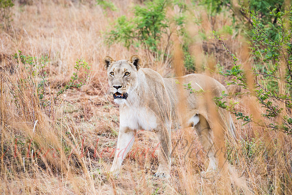 Tshukudu Bush Lodge