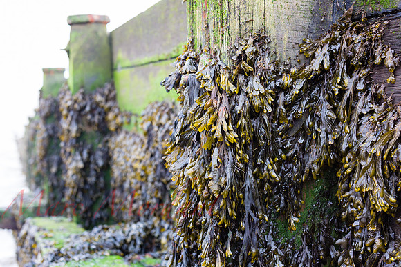 Whitstable