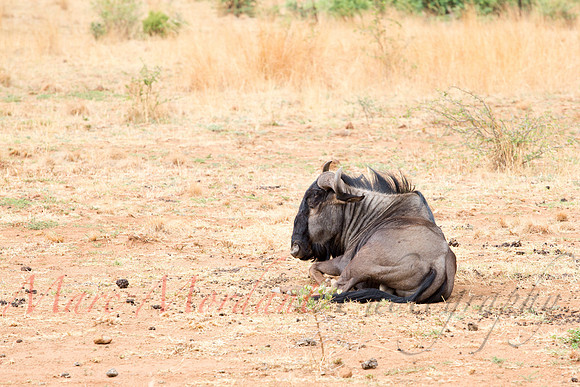 Tshukudu Bush Lodge