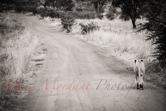 Tshukudu Bush Lodge