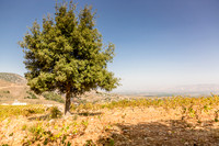 Château Qanafar
