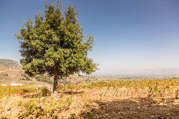 Château Qanafar