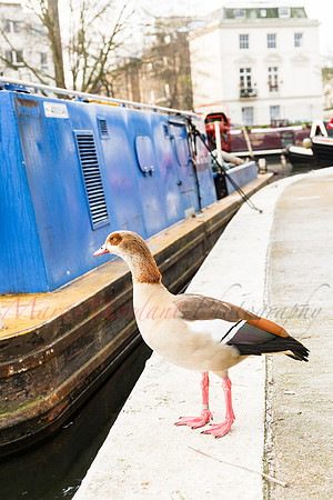 London