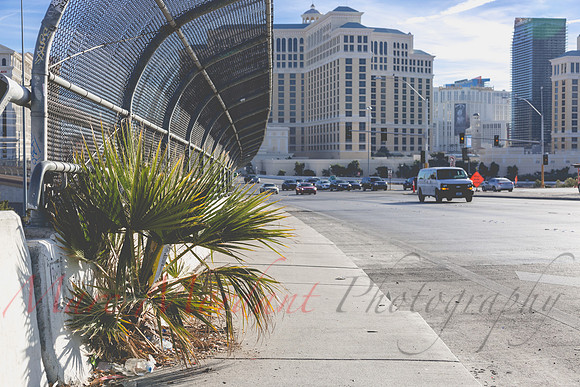 Las Vegas, NV