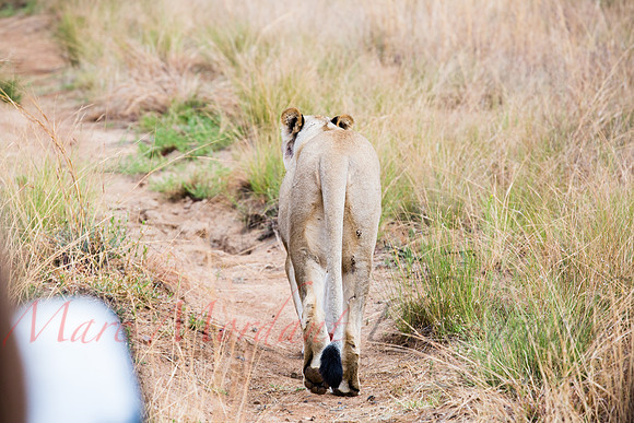 Tshukudu Bush Lodge