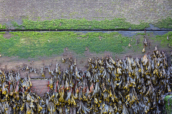 Whitstable