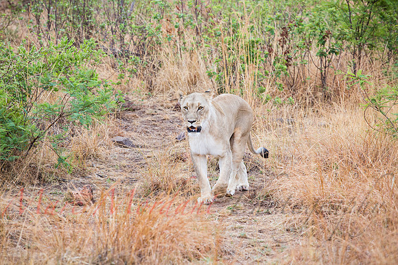 Tshukudu Bush Lodge