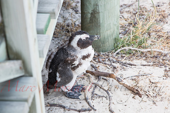 Boulders Beach