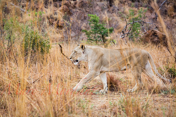 Tshukudu Bush Lodge