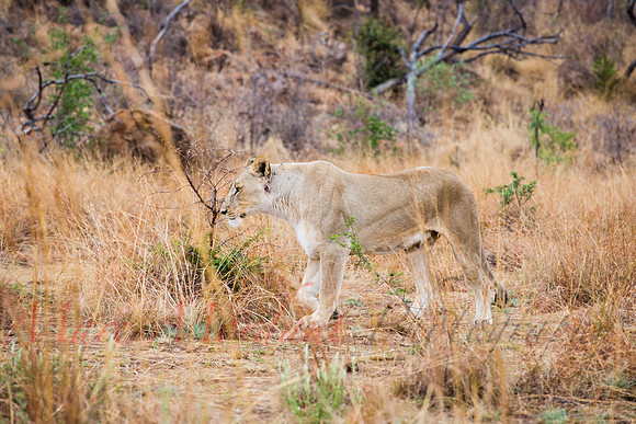 Tshukudu Bush Lodge