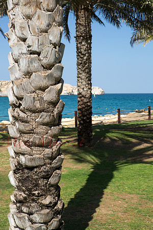 Muscat