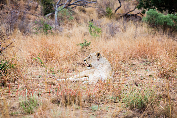 Tshukudu Bush Lodge