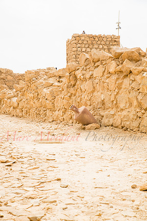Masada