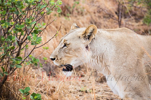 Tshukudu Bush Lodge