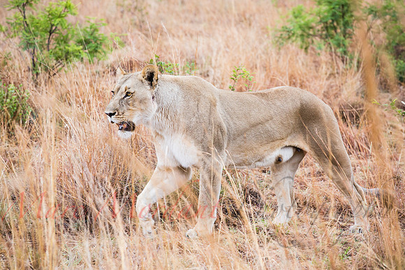 Tshukudu Bush Lodge