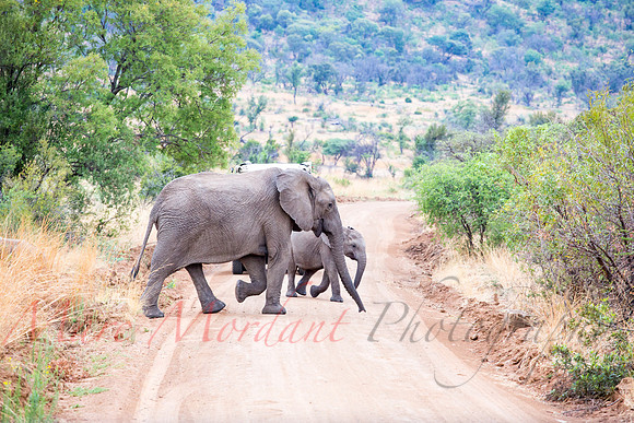 Tshukudu Bush Lodge