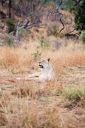 Tshukudu Bush Lodge
