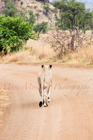 Tshukudu Bush Lodge