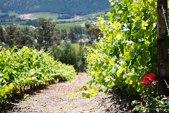 Franschhoek