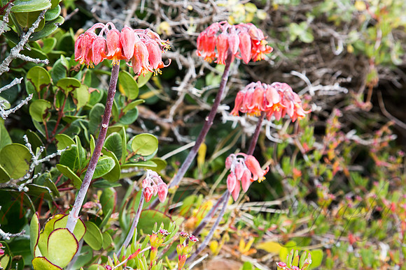 Cape Point